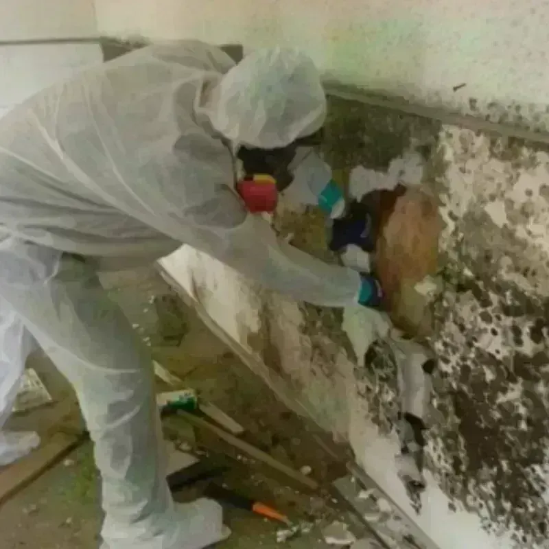 Mold Remediation and Removal in Sonora, CA